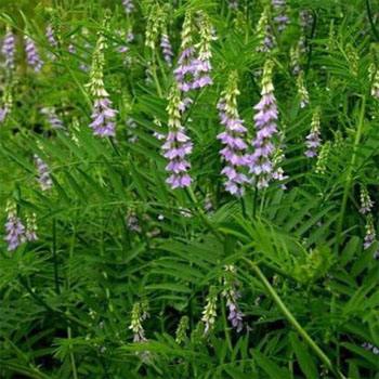 Glycyrrhiza glabra var. typica